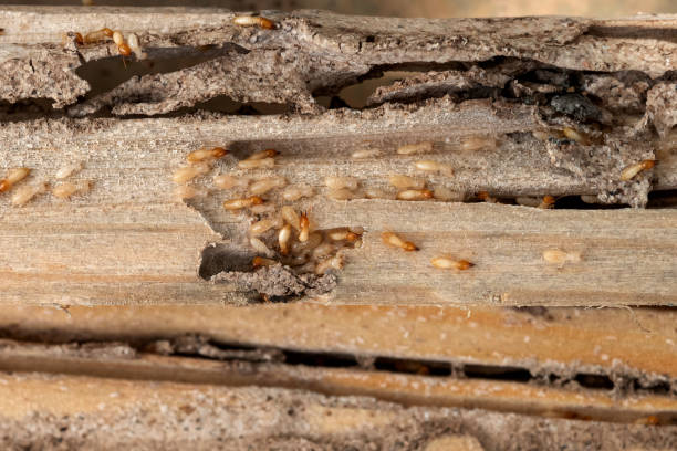 Best Cockroach Control Services  in Spinnerstown, PA